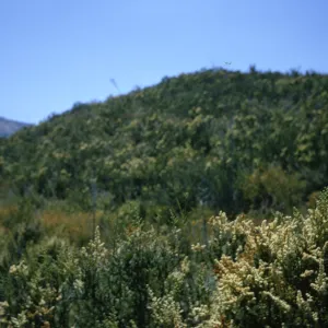 Santa Monica Mountains chaparral