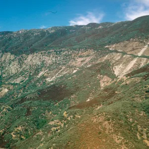 Sespe chaparral