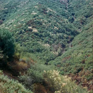 Sespe chaparral
