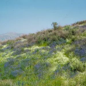 Waves of Nemophila