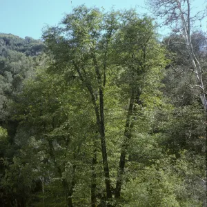 Arbutus menziesii