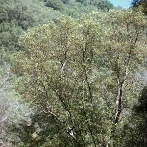Arbutus menziesii
