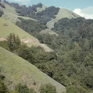 forest with Sequoia sempervirens (coastal redwood)