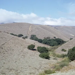 coastal sage, Jalama 