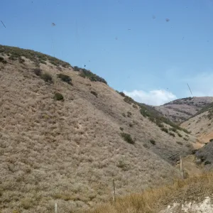 coastal sage, Jalama