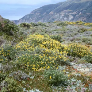 Lupinus arboreus, coastal sage