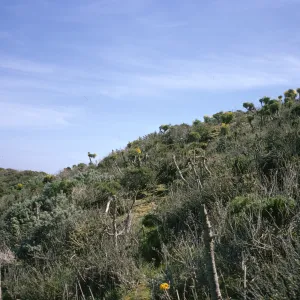 Coreopsis gigantea, Oso Flaco