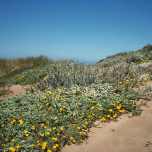 coastal sand dunes, Point Reyes