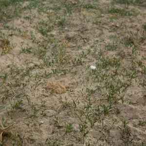 Cakile seedlings