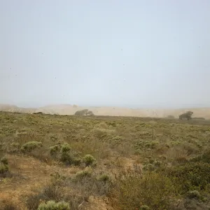mists of Morro Bay