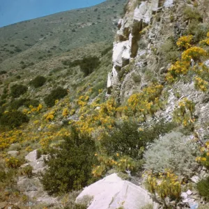 Coreopsis gigantea, Point Mugu