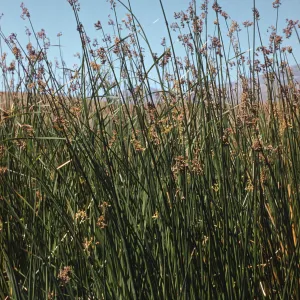 Marsh at Jalama Beach