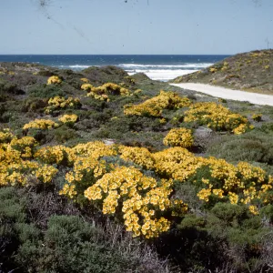 Coreopsis gigantea, near Surf