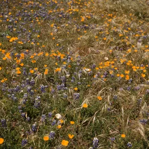 Poppy & Lupinus nanus