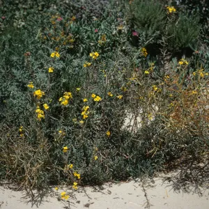 Erysimum in bloom