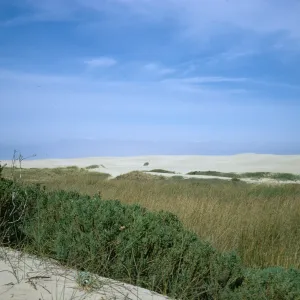 Oso Flaco dunes