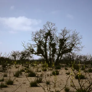 La Purisima burn