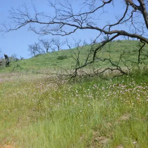 Rattlesnake Canyon wildflowers after the Coyote Fire