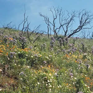 wildflower display after the Coyote Fire
