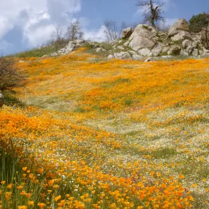 Wildflower display, Glenville