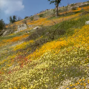 hillside of wildflowers, Glennville