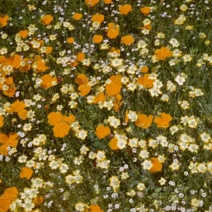 wildflowers