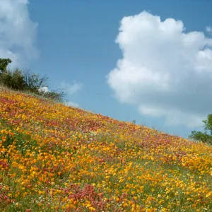 hillside of poppies and owl's clover