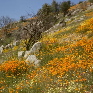 wildflowers on rocky hillside