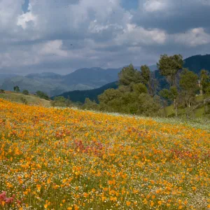 wildflowers