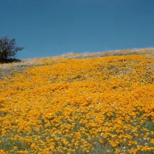 hillside of poppies with blue sky