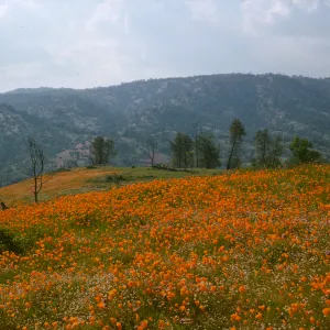 poppies
