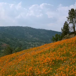 poppies