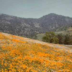 wildflower covered hillside