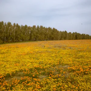 field of wildflowers