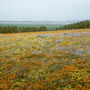 field of wildflowers