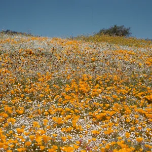 wildflowers