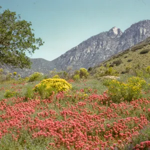 wildflower swale
