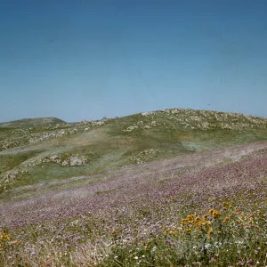 wildflowers