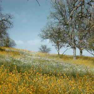 wildflowers