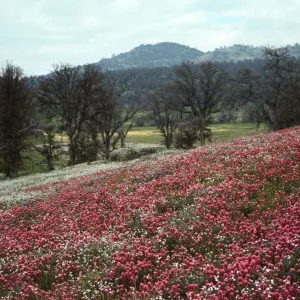 Owl's clover