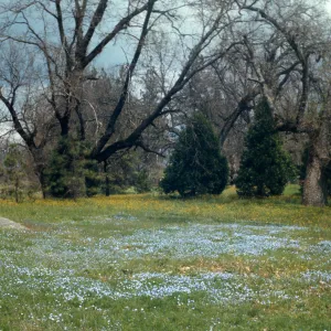 wildflowers