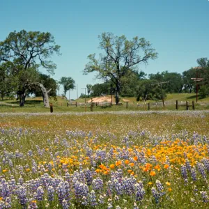 field of wildflowers, lupines and poppies