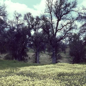 cream cups