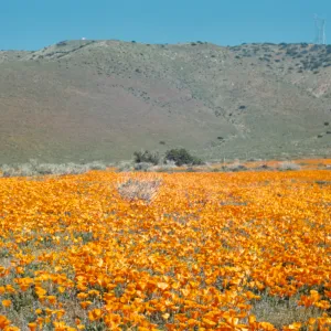 field of poppies