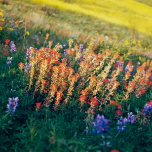 wildflowers (Lupine)