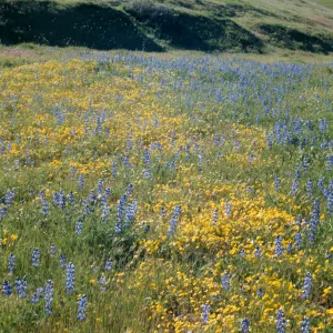 wildflowers