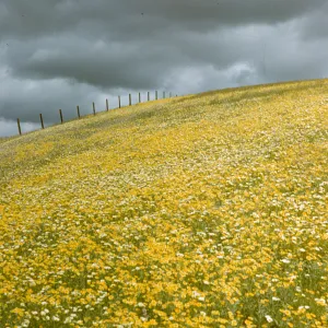 wildflowers on hillside with stormy sky