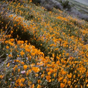 California poppies