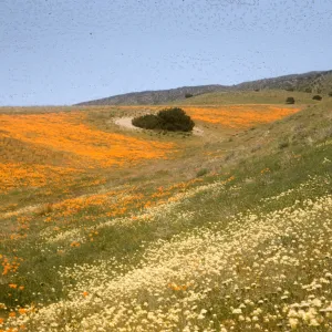 wildflower slopes