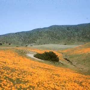 poppies in Antelope Valley